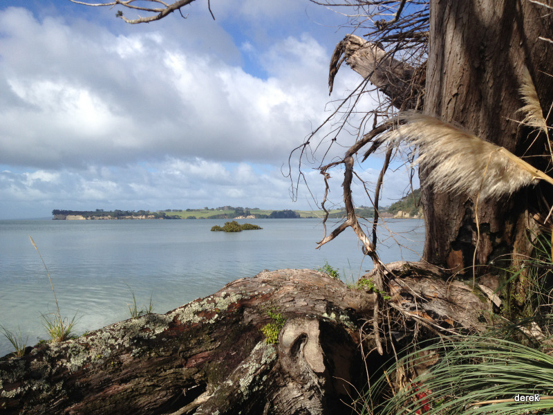 Okura Bush Walkway Okura Bush Walkway