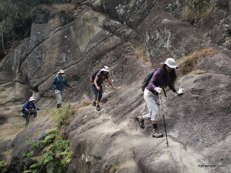 Goldie Bush Walkway in Waitakere
