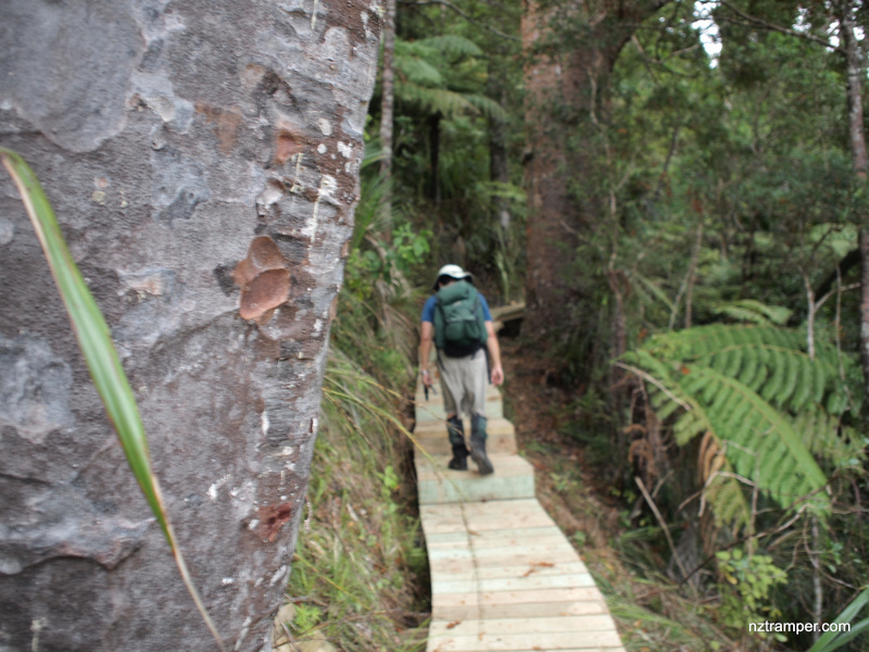 Slip Track to Pipeline Track to Hamilton Track to Summit Track return in Waitakere