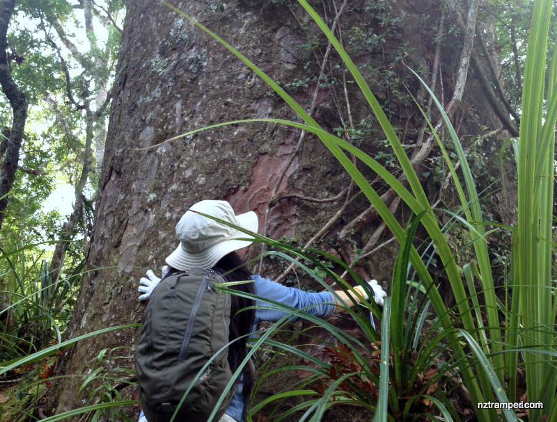 Fence Line Track to Robinson Ridge Track loop Fence Line Track to Robinson Ridge Track loop