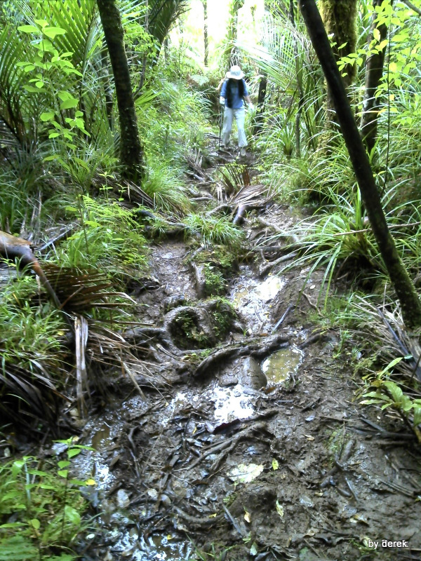 lower and upper kauri tracks