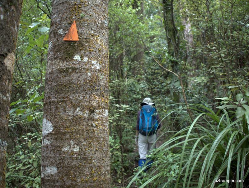 Low Level Track to Kauri Grove Track to High Level Pack Track loop Mt Te Aroha