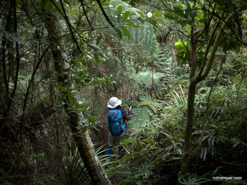 Low Level Track to Kauri Grove Track to High Level Pack Track loop Mt Te Aroha