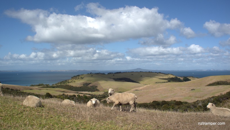 Shakespear Regional Park Track