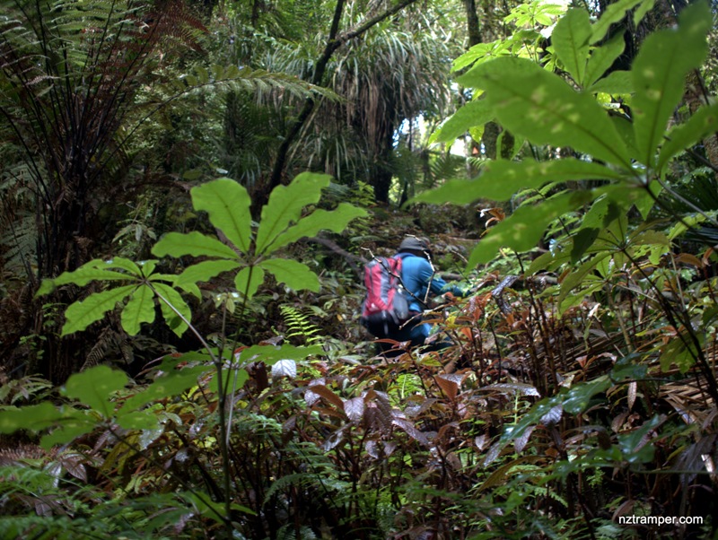 Hapuakohe Walkway Hapuakohe Range Waikato
