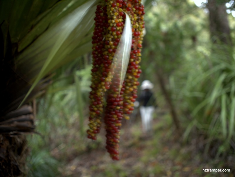 Opanuku Pipeline Tk to Swanson Pipeline Tk to Peripatus Tk to East Tunnel Mouth Tk to Filter Tk Waitakere Ranges