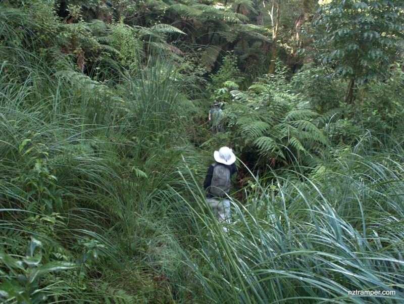Te Araroa Trail Dome Forest Walkway to Govan Wilson Track Auckland Te Araroa Trail Dome Forest Walkway to Govan Wilson Track Auckland