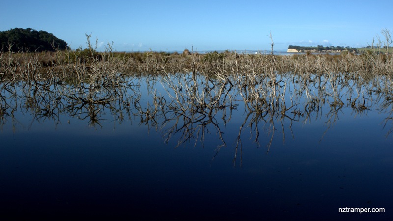 Okura Bush Walkway Okura Bush Walkway