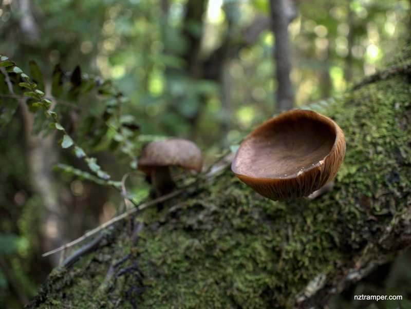 Whatitiri Track to Wainamu Bush Track to Simla Track to Pukematekeo Track loop in Waitakere Ranges