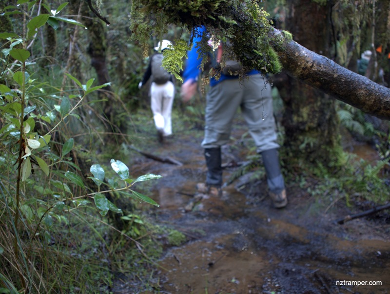 Ernies Track Loop in Hunua Ranges