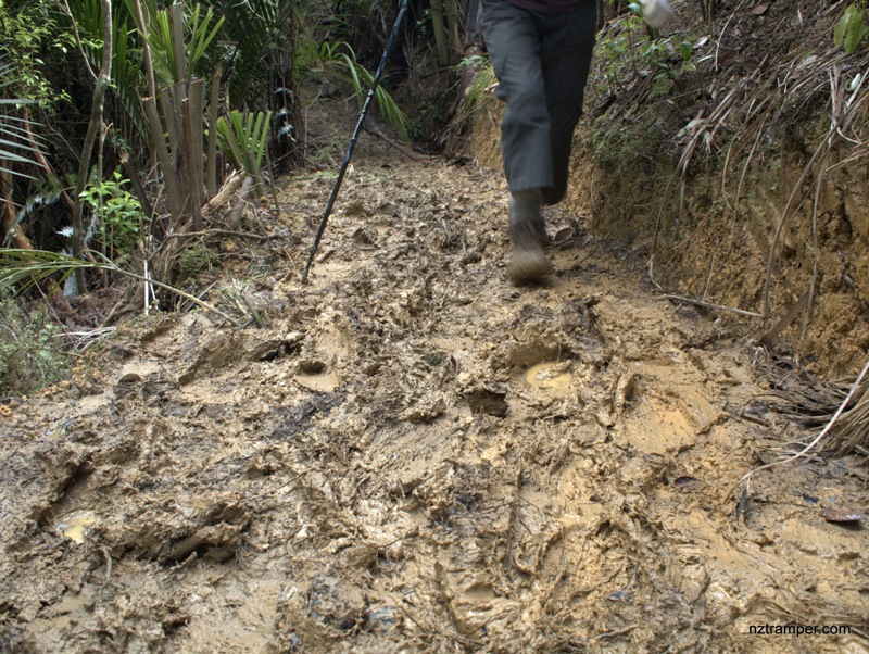 Moirs Hill Summit Track to Dunn's Bush Track to Puhoi Track in Puhoi