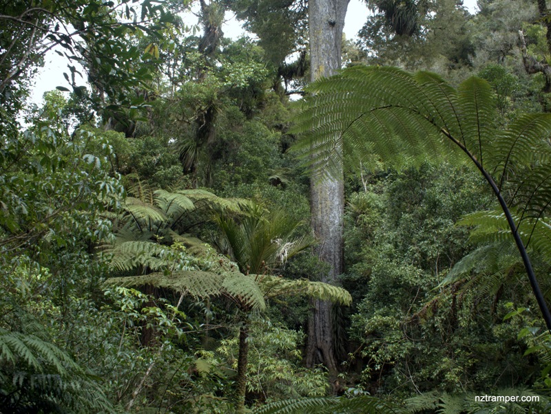 Nikau Loop Walk to Bell Track to NZ tallest Kahikatea Tree return in Pirongia