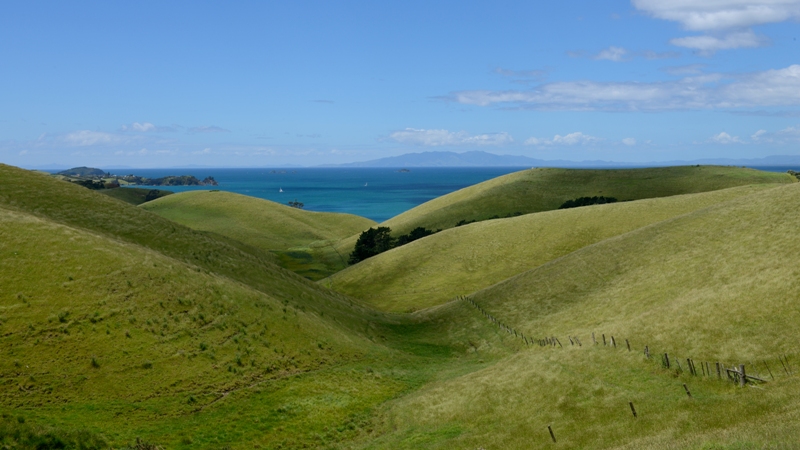 Motutapu Island Track