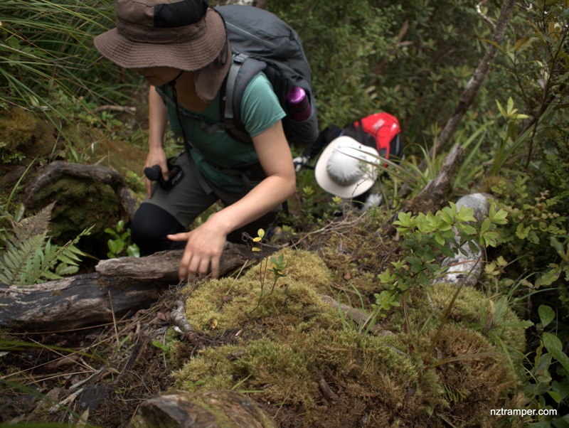 Hihi Route to Motutapere to Hihi Trig to Billygoat Track in Thames Coromandel