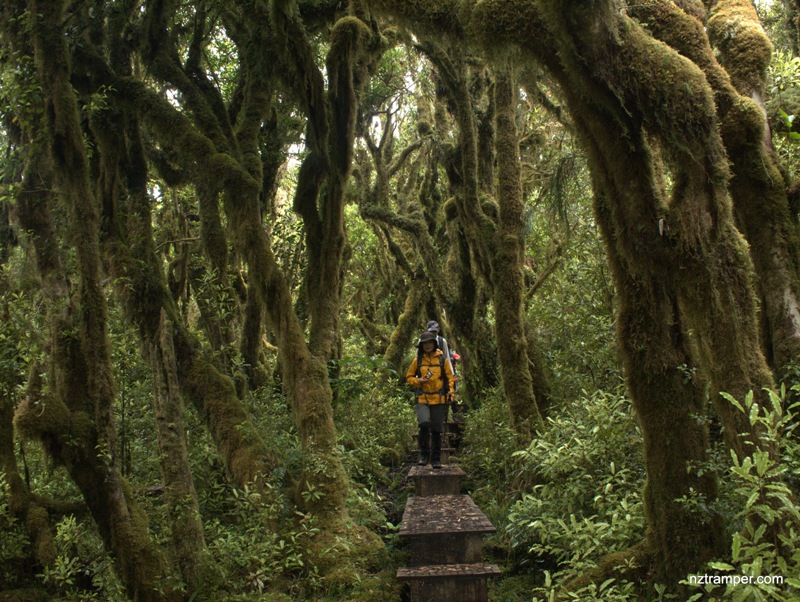 Hihikiwi Track to Pahautea Hut to Bell Track to The Cone in Pirongia Forest Park