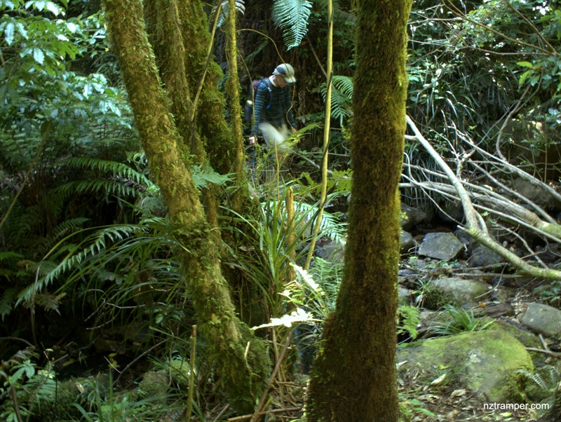 Deam Track to Mangakino Pack Track to Waipapa Track to Waitawheta Tramway Loop in Kaimai Range