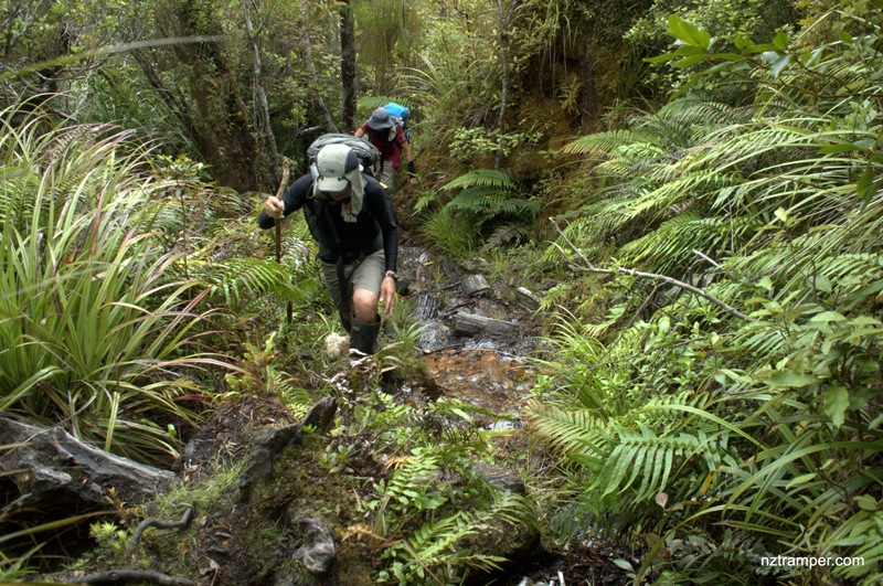 Moss Creek Track to Pinnacles Hut in Kauaeranga Valley Coromandel