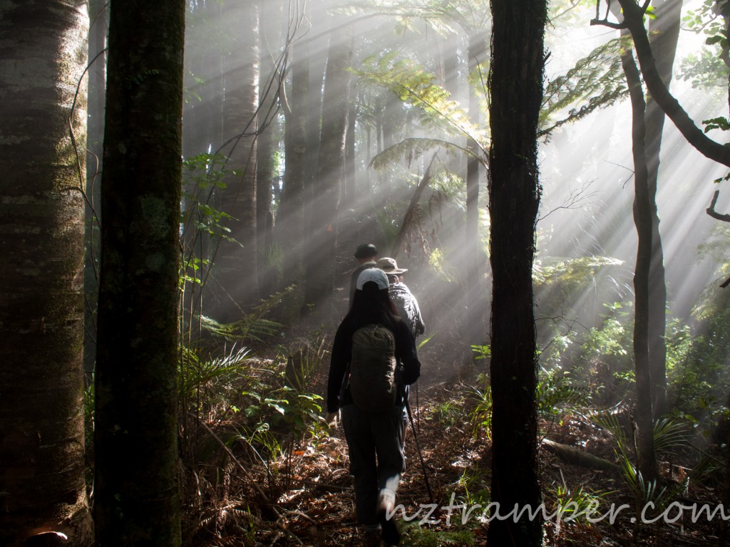 Mangatawhiri Track Te Araroa Trail Hunua Ranges