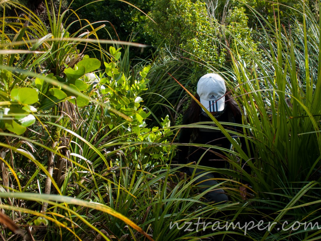 Waterworks Walk to Off Beaten Track to Hakarimata Walkway