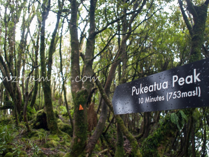 Maungatautari Peak Over The Mountain Track loop