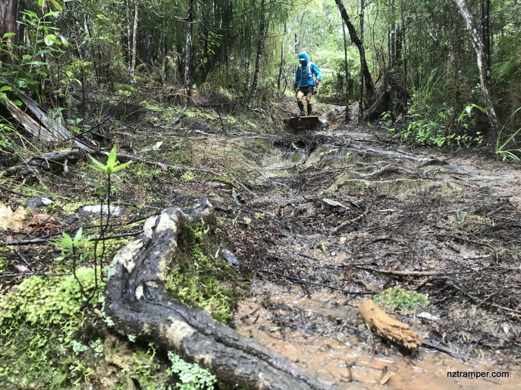 Trail Running - Arataki Visitor Centre to Donald McLean loop Waitakere Ranges 35km