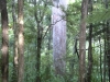 big-kauri-tree