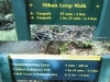 Junction of Bell Tk and Nikau Loop Walk