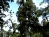 NZ tallest native Kahikatea tree