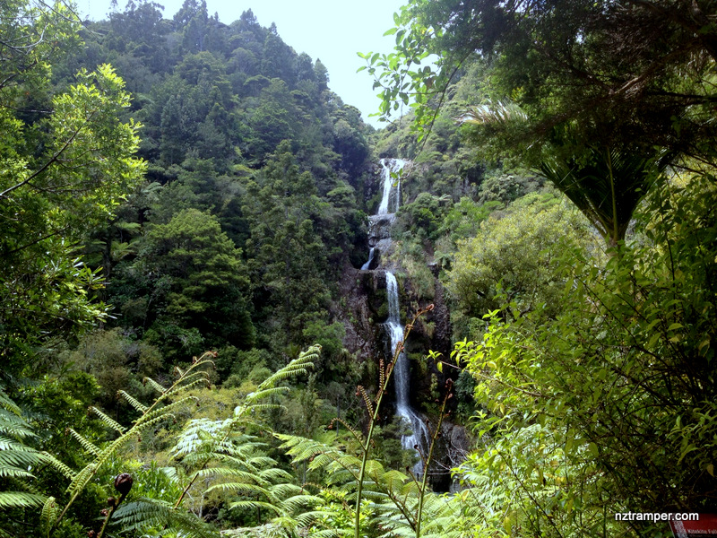 Piha Valley Track to Kauri Grove Track to Kitekite Falls loop ...