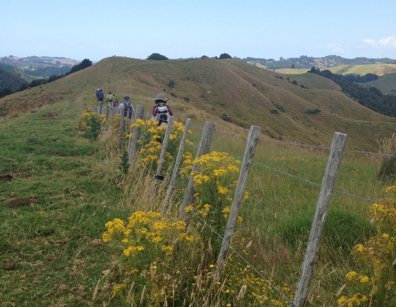 Discover the best walks in Auckland, from volcanic summits to coastal trails. Explore stunning landscapes, historic sites, and breathtaking views on these must-visit walking tracks! Best Walks In Auckland, Auckland Hiking, Hiking Auckland, Auckland Hikes, Hikes In Auckland, Walks In Auckland, Auckland Walks, Auckland Travel Guide, New Zealand Travel Itinerary Auckland, Auckland New Zealand, Auckland New Zealand Aesthetic, Auckland City