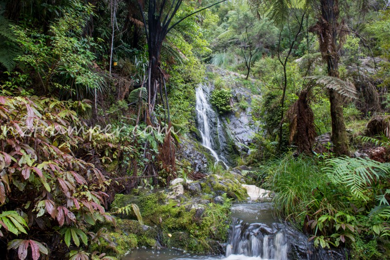 Tanekaha Falls Track to Langsview Track to Tanekaha Forest Track loop ...