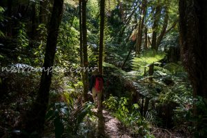 Lynch Stream Track in Tairua