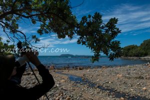 Lynch Stream Track in Tairua