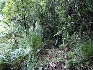 Pylon Peak Track to Kaimai Ridgeway to Waipapa Track to Waiorongomai Valley Loop