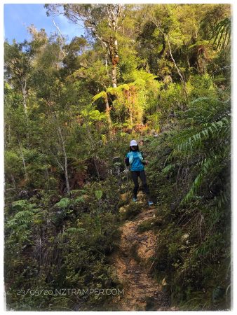 Trail running - Karaka Track to Crosbies Hut and return in Thames